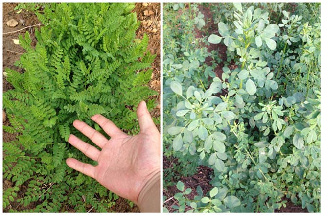 黄芪也叫蒙芪，分软杆黄芪和铁杆黄芪。