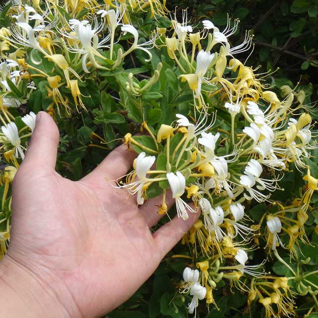 金银花药材