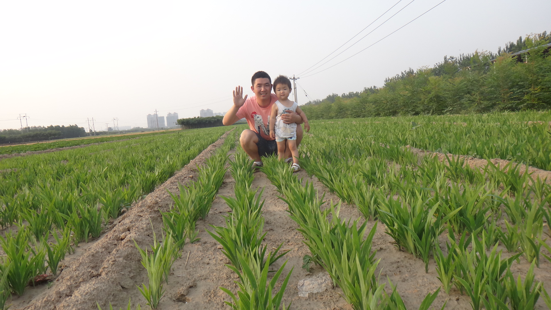 射干种植基地