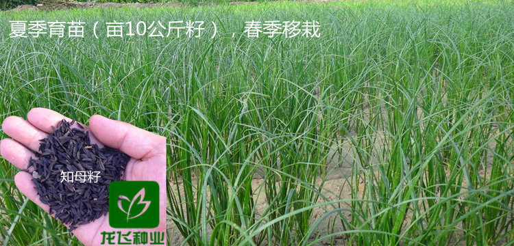 知母种植用种量