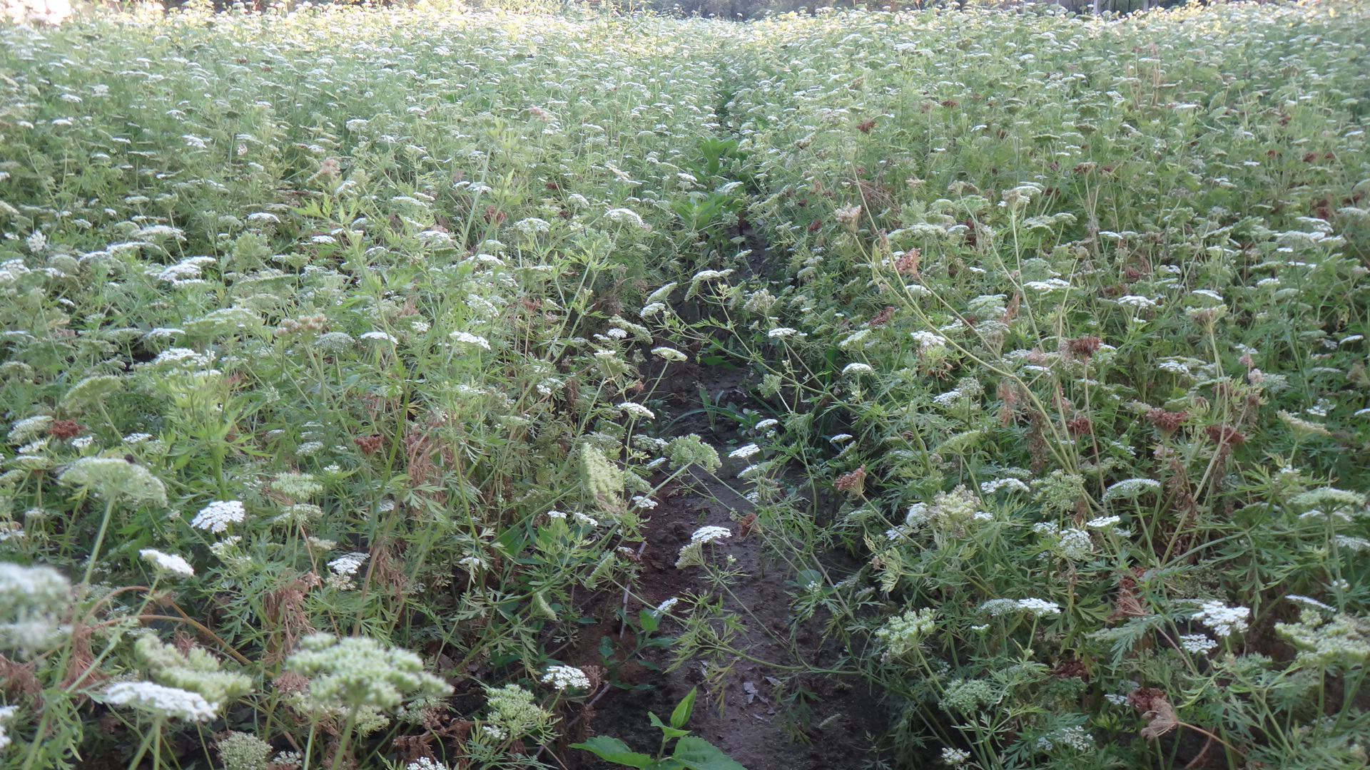 蛇床子种植基地