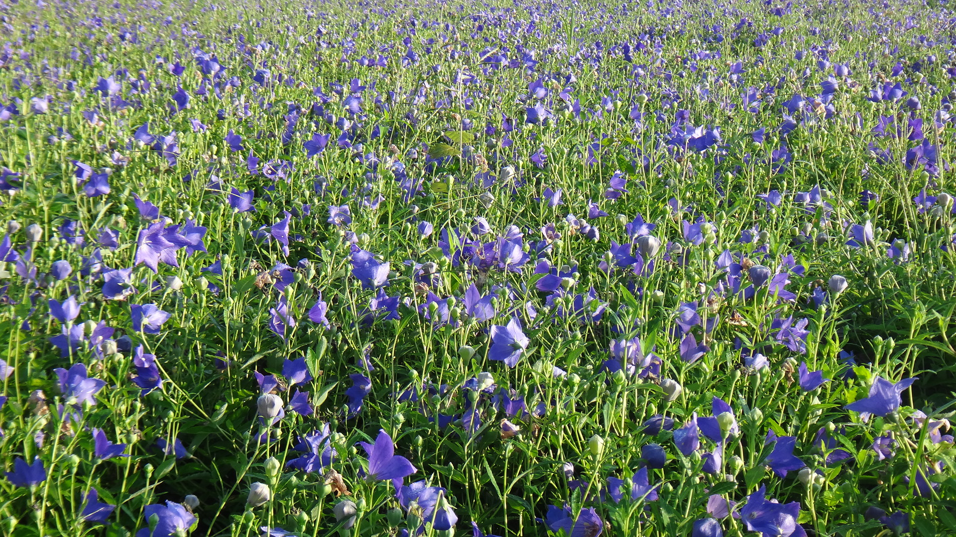 桔梗种植基地